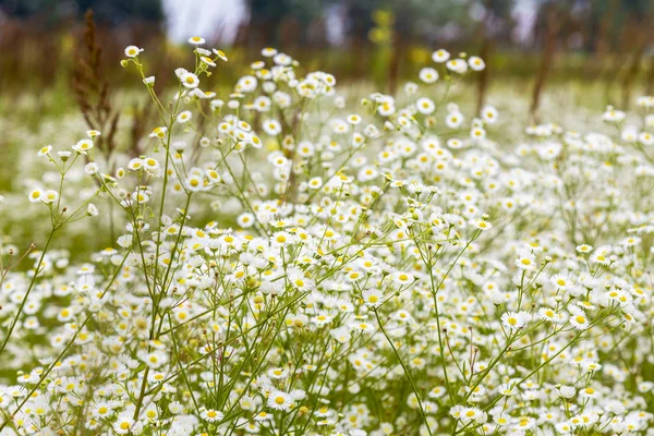 草原の花は白い。カモミールのクローズ アップ — ストック写真