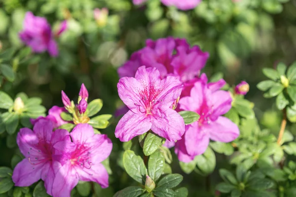 Desabrochando azálea rosa perto no jardim — Fotografia de Stock