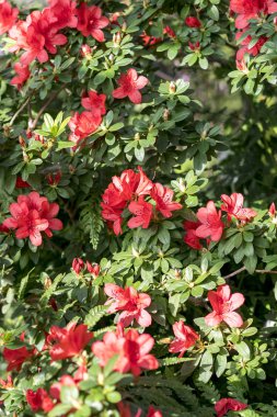 Yaz aylarında çiçek açması açelya çiçek