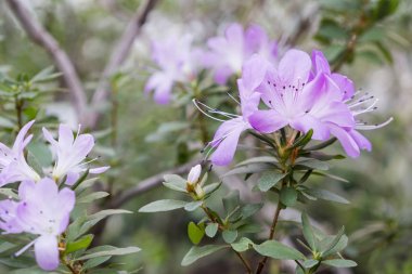 Hassas mor çiçekler ile çiçek açması açelya çiçek