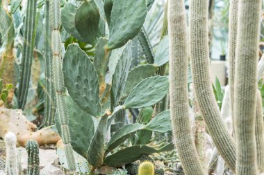 Büyük yeşil küre kaktüs büyük iğneler ve aloe ve arka planda farklı kaktüsler ile.