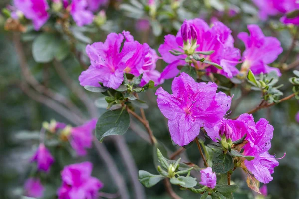 Un gran arbusto de azalea rosa en el jardín. Temporada de azaleas florecientes . — Foto de Stock