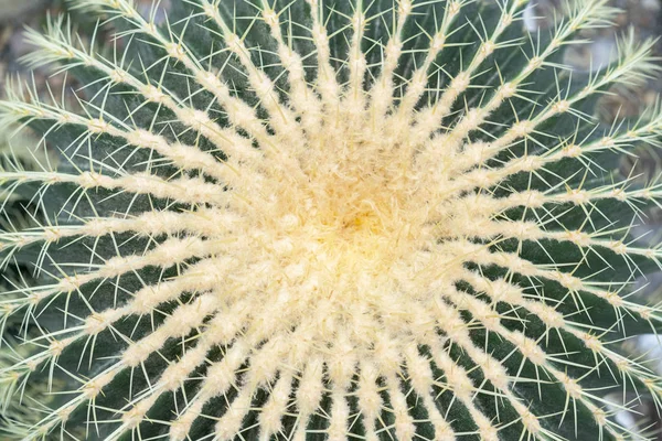 Grön cactus med stora nålar närbild. Visa från ovan — Stockfoto