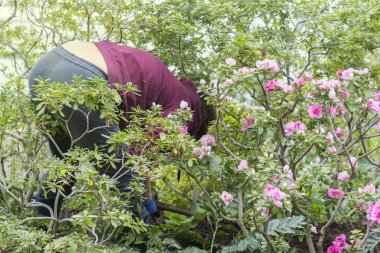 Bahçede çalışan orta yaşlı bir kadın