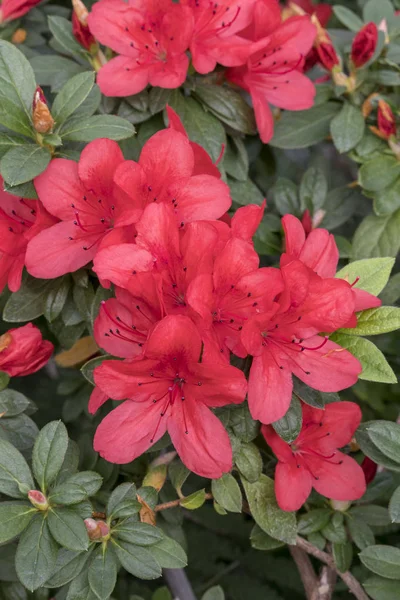 Flores de azaleas rojas brillantes entre las hojas verdes —  Fotos de Stock