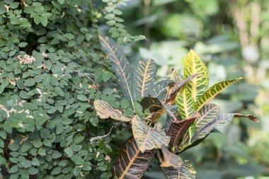 Kroton büyük sarı-yeşil yaprakları ile