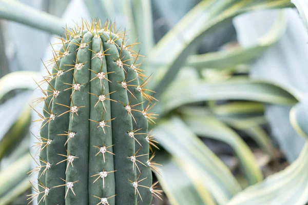 Cactus verde con grandi aghi primo piano — Foto Stock