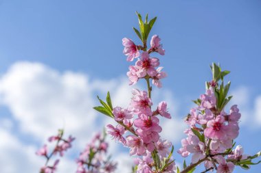 Kiraz ağacı dalı bud çiçeği arka plan güzel bahar çiçek çiçek açan sezon kavram olarak. Çiçek açan erik ağacı. Pembe tomurcukları portre.