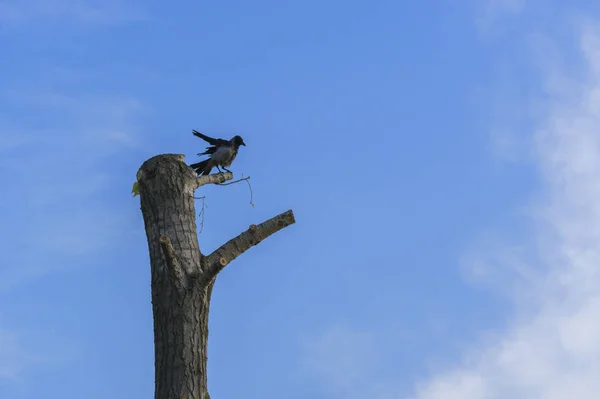 O corvo se senta em uma árvore caída contra o céu azul — Fotografia de Stock