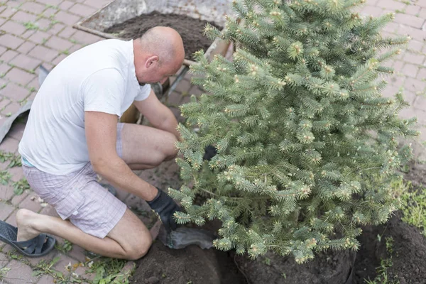 Un hombre está plantando un árbol de Navidad. Hombre plantando pequeño árbol de Navidad en suelo limoso con las manos desnudas y el vaso de precipitados del laboratorio de ciencia — Foto de Stock