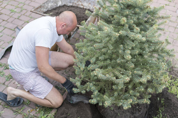 A man is planting a Christmas tree. Man Planting Small Christmas Tree In Silty Soil Ground With Bare Hands And Science Lab Beaker