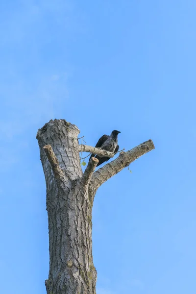 Der Rabe sitzt auf einem umgestürzten Baum gegen den blauen Himmel — Stockfoto