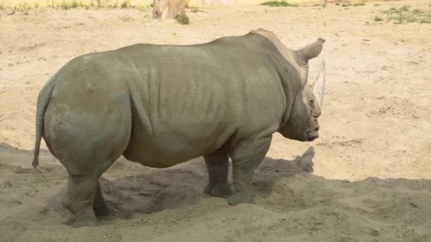 Носорог Отдыхает Песке Зоопарке — стоковое видео