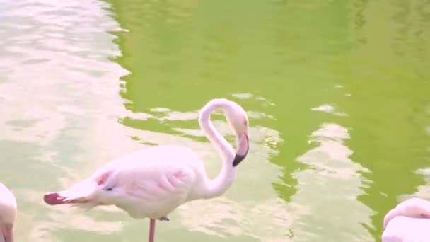 Pink Flamingos Resting Riverside — Stock Video
