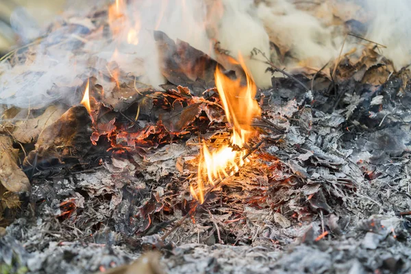 Burning leaves. Fire in the forest. Harmful smoke from burning leaves.