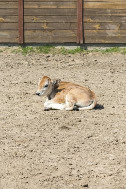Çiftlikte küçük bir buzağı. Yeni doğmuş buzağı otlakta kumların üzerinde yatıyor.. 