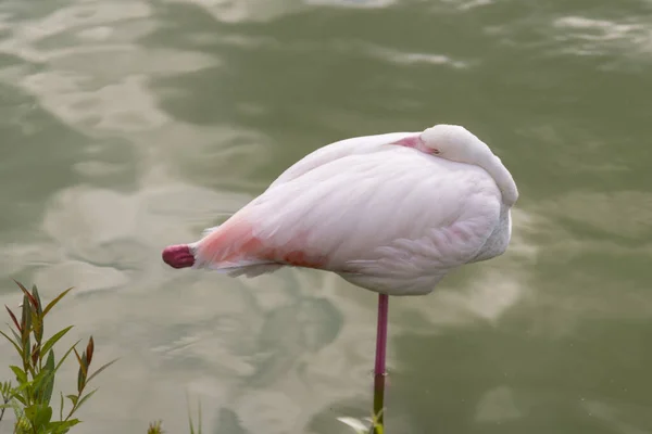 Розовый Фламинго Озере — стоковое фото