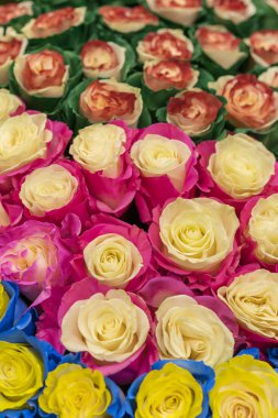 Çok renkli taze güller. Kocaman bir buket gül..