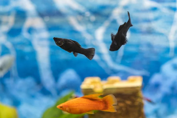 다채로운 물고기 수족관 식물을에서 — 스톡 사진