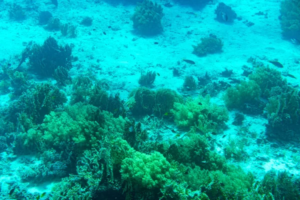 Здоровый Коралловый Риф Покрытый Твердыми Кораллами Мягкие Кораллы Богатой Рыбной — стоковое фото