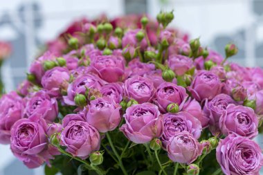 Taze mor güller. Büyük bir buket mor gül..