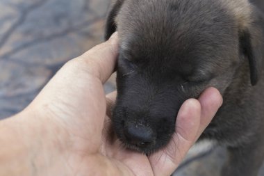 Küçük, siyah köpek yavrusunu elle okşamak..