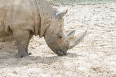 Gergedanın portresi, profil. Toprakta ve çamurda gergedan.