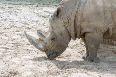 Gergedanın portresi, profil. Toprakta ve çamurda gergedan.