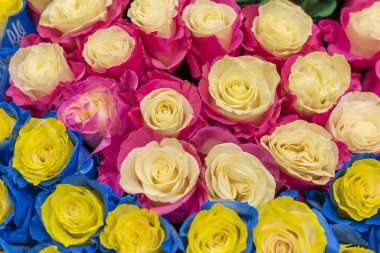 Çok renkli taze güller. Farklı renkte güller..