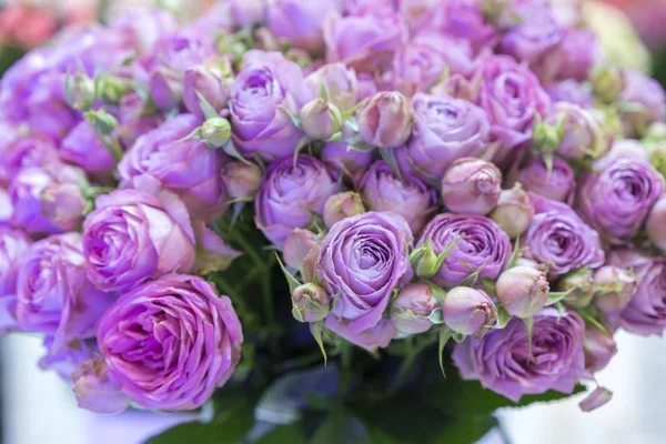 Fresh purple roses. Bouquet of purple roses.