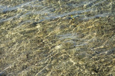 Kızıldeniz dibi mercan resifleriyle şeffaf su yüzeyi boyunca, güney tropikal doğa arka planı. Su altı mercanları.