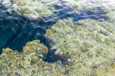 Kızıldeniz dibi mercan resifleriyle şeffaf su yüzeyi boyunca, güney tropikal doğa arka planı. Su altı mercanları.