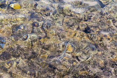 Mercanlar berrak suyun altında. Soyut deniz geçmişi. Bulanık.