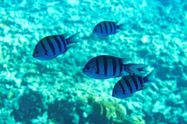 Kızıldeniz dibi mercan resifleriyle şeffaf su yüzeyi boyunca, güney tropikal doğa arka planı. Su altı mercanları.
