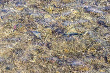 Mercanlar berrak suyun altında. Soyut deniz geçmişi. Bulanık.