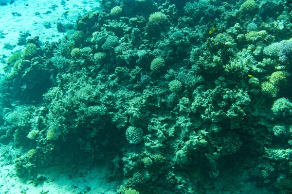 Размножающийся Здоровый Коралловый Риф Покрытый Твердыми Кораллами Мягкие Кораллы Богатой — стоковое фото
