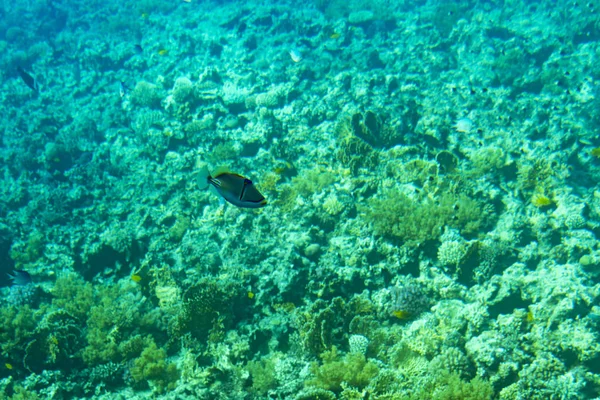 Thriving Healthy Coral Reef Covered Hard Corals Soft Coral Abundant — ストック写真