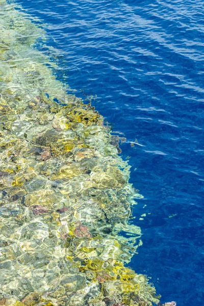 Thriving Healthy Coral Reef Covered Hard Corals Soft Coral Abundant — Stock Photo, Image