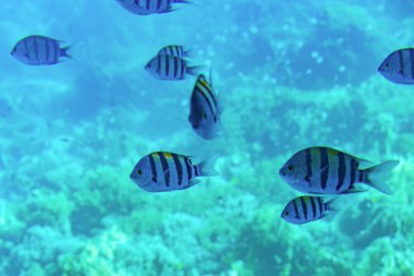 Kızıldeniz dibi mercan resifleriyle şeffaf su yüzeyi boyunca, güney tropikal doğa arka planı. Su altı mercanları.