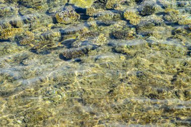 Kızıldeniz dibi mercan resifleriyle şeffaf su yüzeyi boyunca, güney tropikal doğa arka planı. Su altı mercanları.