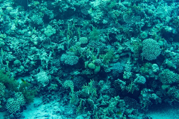 Thriving, healthy coral reef covered in hard corals, soft coral with abundant fish life. Toned.