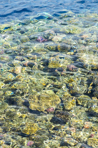Corais Sob Água Limpa Fundo Marinho Abstrato Desfoque — Fotografia de Stock