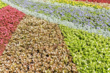 Colorful background of flowers. Floral colorful background.
