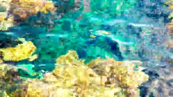 Corais Sob Água Limpa Fundo Marinho Abstrato Desfoque — Vídeo de Stock