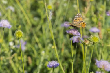 Parlak pembe çiçekle beslenen güzel kelebek..