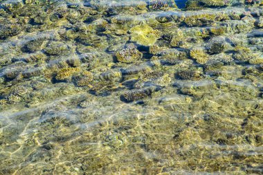 Mercan temiz suyun altında. Soyut deniz geçmişi. Bulanık. deniz arkaplanı. 