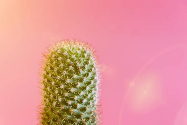Zelený Kaktus Růžovém Pozadí Slunci — Stock fotografie
