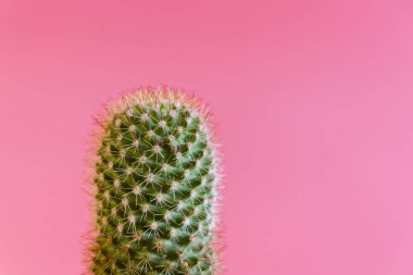Güneşte pembe arka planda yeşil kaktüs. Pembe arka planı olan bir kaktüs. Yaz yaratıcı kavram.