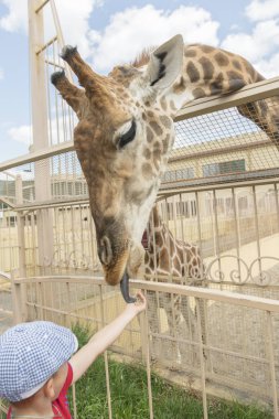 Küçük çocuk çocuk izliyor ve hayvanat bahçesinde zürafa besleme. Hayvanlar safari park ile eğleniyor sıcak yaz gününde mutlu çocuk.
