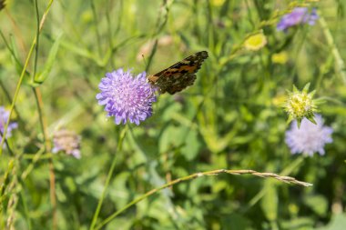 Butterfly on flower in field. Butterfly on grass field with warm light.